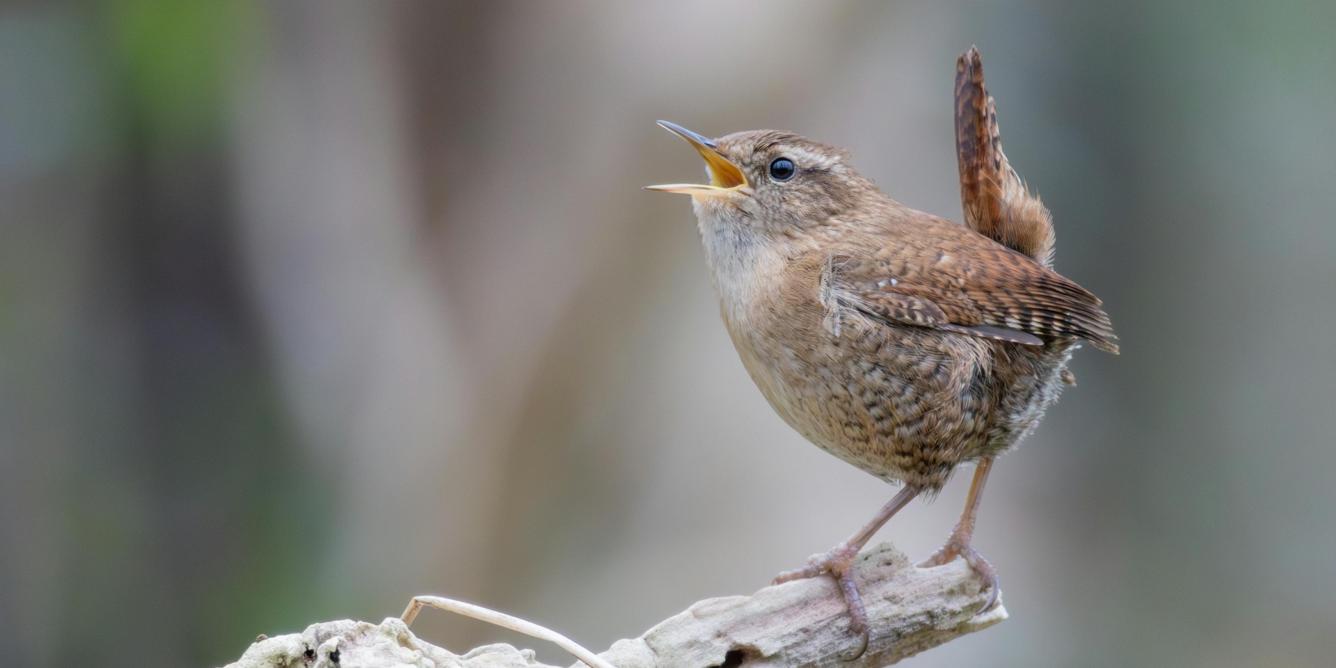 singing bird